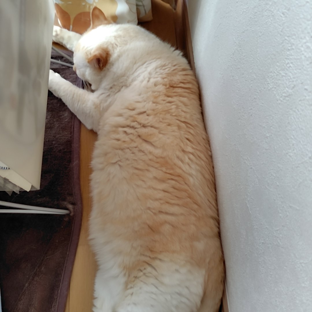 dennekoden's tweet photo. 8月8日は　#世界猫の日
世界中の猫さんが安心して過ごせますように。 https://t.co/40F4f1uq8t