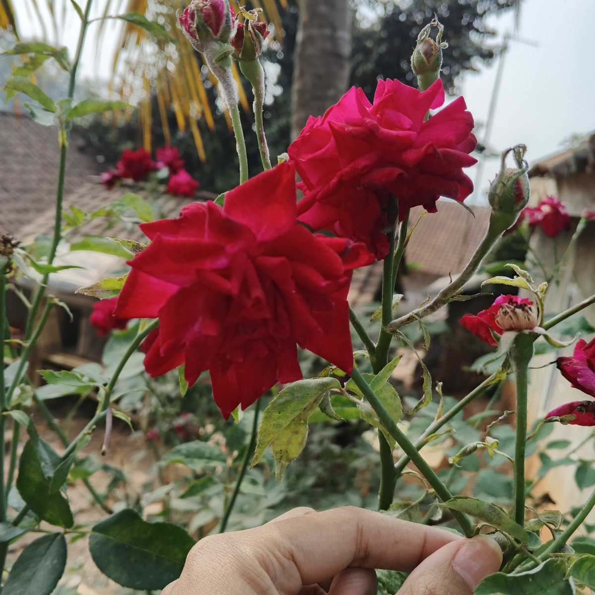 dinocaaulus's tweet photo. 🌹 https://t.co/LJD1sd571H