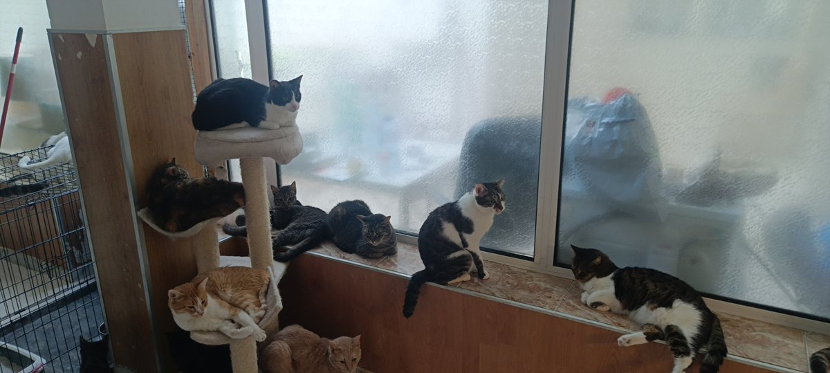 DiscussThing's tweet photo. Some pictures of today's visit to the Happiness For Cats sanctuary.

We donated food, medicine, blankets and toys, so the floof feel as good as possible.

More pics and information is on my YouTube channel's community page HERE:

https://t.co/sgF7iNrfVZ https://t.co/a4R67BhCbu