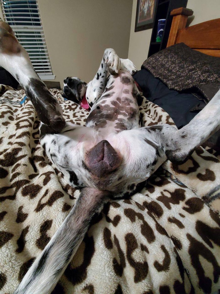 zoo_deep1's tweet photo. Pup model 🤹🏻‍♂️with a perfect Cookie for love making 💗
Breeeding is all we do when we’re together
My c*ck🍾only breeds beautiful Cookie🍪

This #paw queen  gets my undivided love always 😇

#zoopride
Just a teaser pics 📸 

Dm to Subscribe with link in bio
PREMIUM contents awaits https://t.co/refsFJpQmO