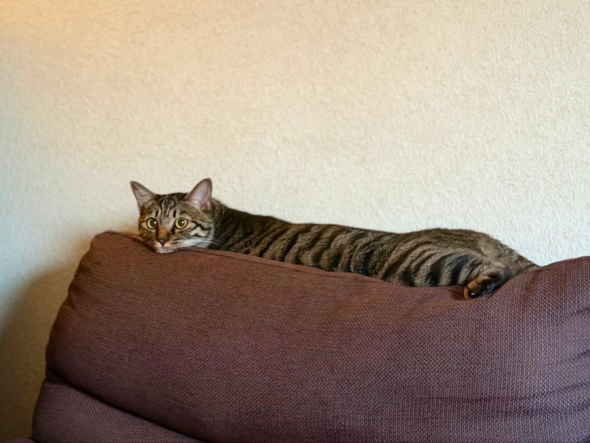 matomocchan's tweet photo. 夜通し起きてたらしい猫 https://t.co/o6kCi1SyCp