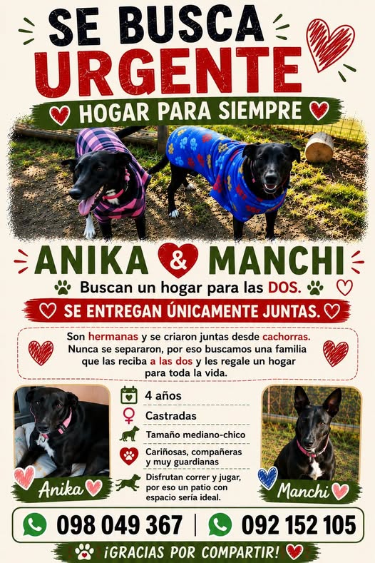 Mikamagic80's tweet photo. Perritas busccan un hogar juntas https://t.co/1ZhpR7AJ9i