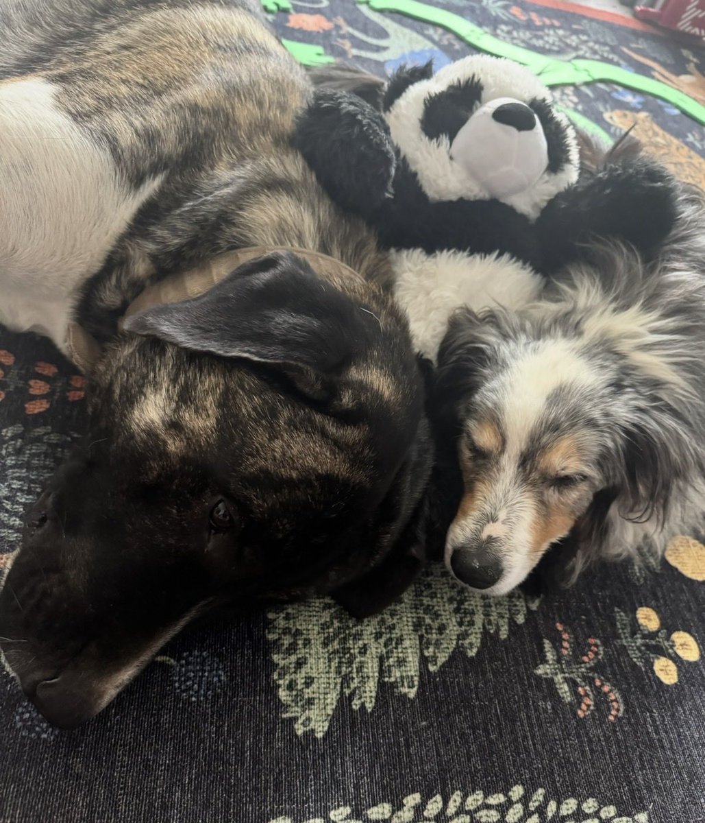 JenniferEvn22's tweet photo. Snuggles cuddling with his elder brother Rallye. During Rallye’s end of life he had a lot of anxiety, Snuggles was his cure. That is one of Snuggles most amazing characteristics, his ability to sense someone or another dog needing comfort. https://t.co/efAL3DK3Db