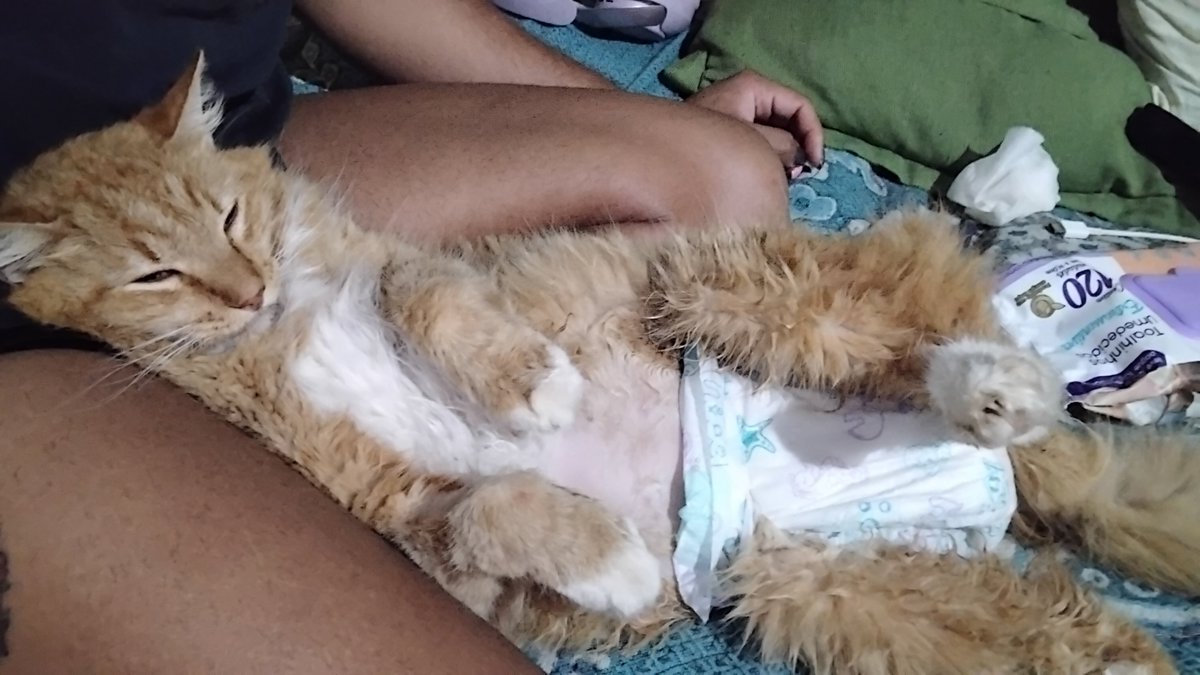 mandythebunny's tweet photo. Vou deixar o link da vaquinha logo abaixo. Lá conto toda a história dele, desde o começo até as atualizações mais recentes. Se puder ler e compartilhar, já estará ajudando muito. 🧡⬇️

https://t.co/wXvO5buD3T https://t.co/bO2Eh3xUns