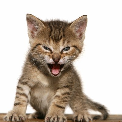 bagwalkbw's tweet photo. still standing on my thesis that Tygr will be the biggest meme ever on $PONS, and a top 3 meme on the Robinhood chain

when you look at the other coins on the platform there are lots of tokens that are memeable, good content, etc, but there is one thing they are all lacking:

lore

cashcat isn't the #1 token on Robinhood chain because the crying cat is memeable. it's the #1 token on Robinhood chain because it has very strong lore related to Robinhood. The fact that Robinhood was almost called Cash Cat is a HUGE narrative.

now look at Pons. tell me what tokens on the platform have lore related to Robinhood directly in any way.

i haven't seen a single one yet besides Tygr.

Tygr, the Roaring Kitty, is the cat that onboarded millions of retail traders to Robinhood. 3 million users in just one month.

we gotta think bigger than "what memes will go to 10m, what will fomo traders like, what will CT like?"

we need to think "what will Robinhood App users buy when pons eco memes start getting listed?"

how about the cat that onboarded most of them to stocks in the first place during the GME craze?

the most famous cat in finance is at 500k. that is severely undervalued.

raise your targets.