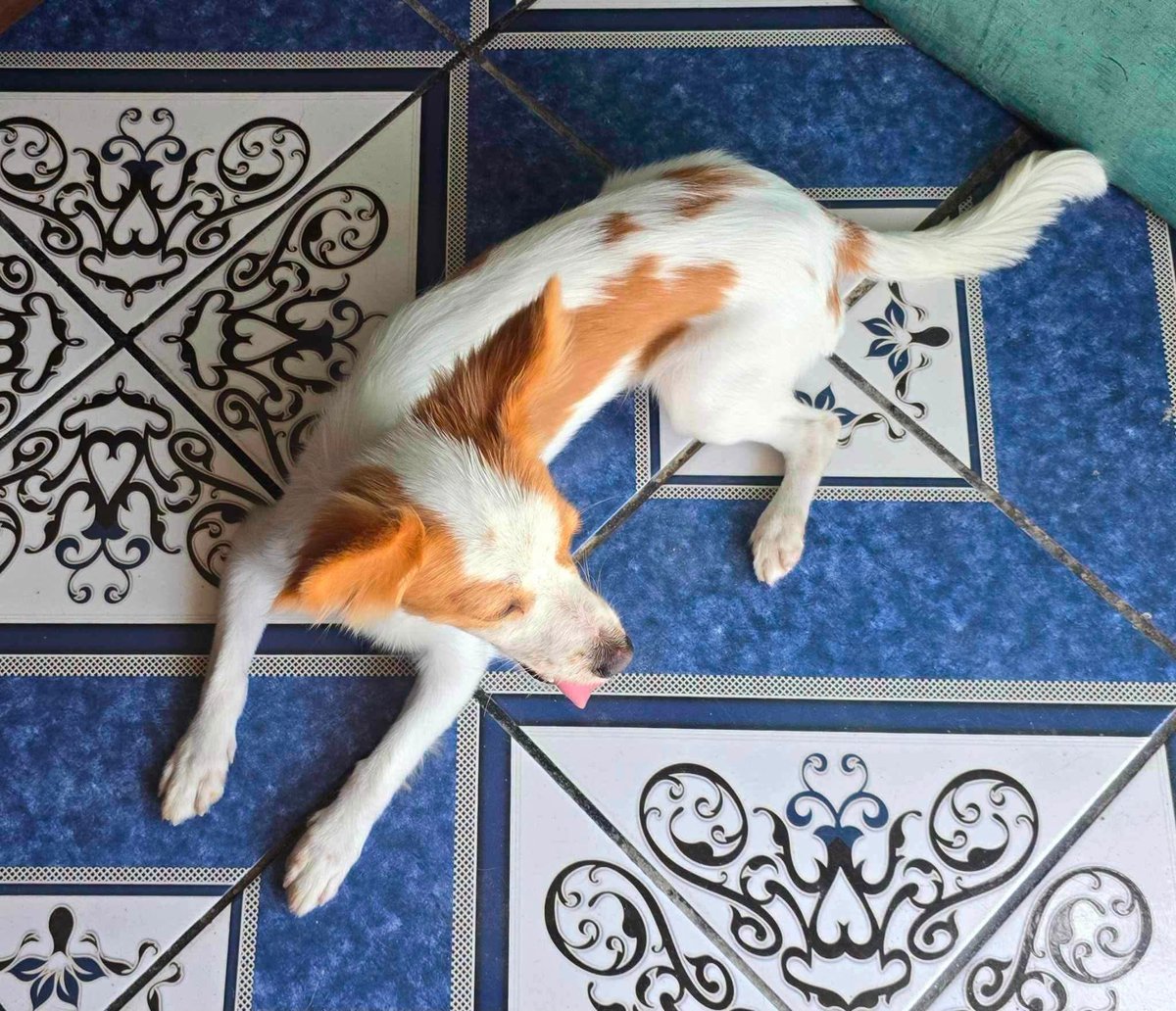 lyssitta's tweet photo. #ServicicioSocial
SE BUSCA A SU FAMILIA 📍🚨🚨

Se ha encontrado este perrito en Colonia Las Colinas de Mejicanos San Salvador, informacion de sus dueños al teléfono 6176-8655 https://t.co/lxGDEFLFQd