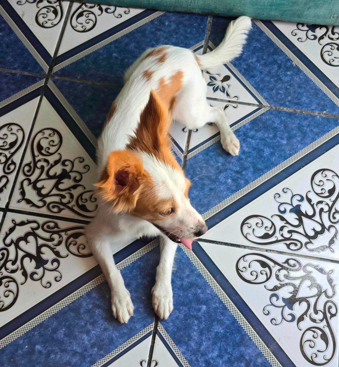 lyssitta's tweet photo. #ServicicioSocial
SE BUSCA A SU FAMILIA 📍🚨🚨

Se ha encontrado este perrito en Colonia Las Colinas de Mejicanos San Salvador, informacion de sus dueños al teléfono 6176-8655 https://t.co/lxGDEFLFQd