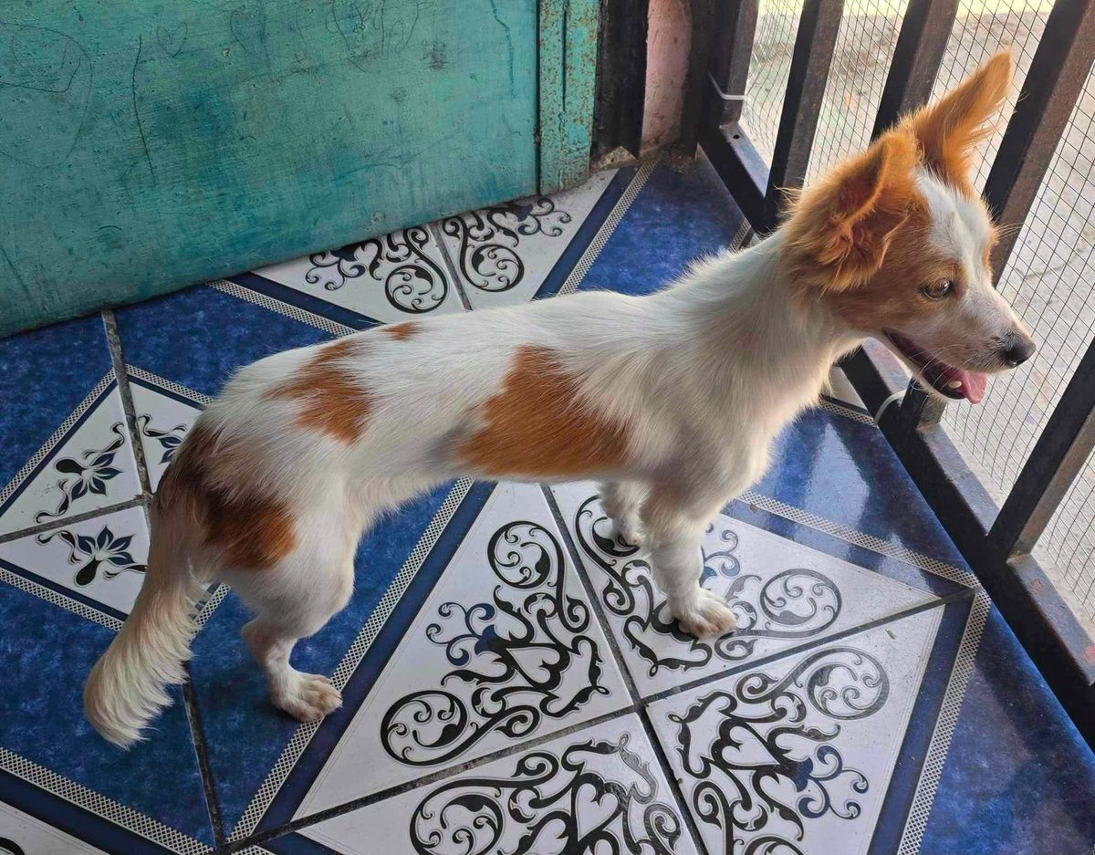 lyssitta's tweet photo. #ServicicioSocial
SE BUSCA A SU FAMILIA 📍🚨🚨

Se ha encontrado este perrito en Colonia Las Colinas de Mejicanos San Salvador, informacion de sus dueños al teléfono 6176-8655 https://t.co/lxGDEFLFQd