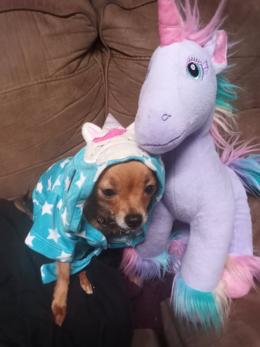 dedcakez's tweet photo. love having a chiwawa https://t.co/zCUVRX0t3A