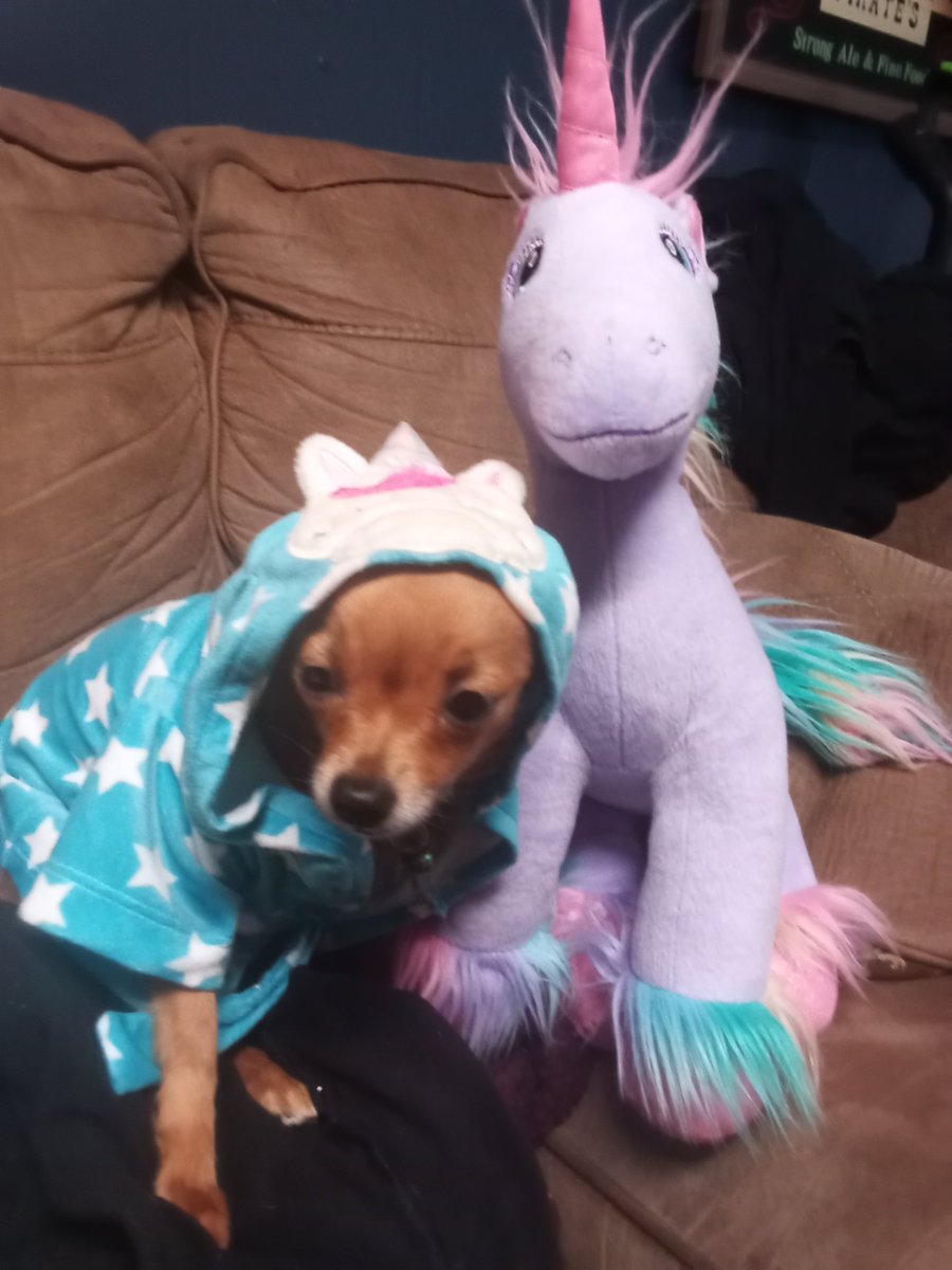 dedcakez's tweet photo. love having a chiwawa https://t.co/zCUVRX0t3A