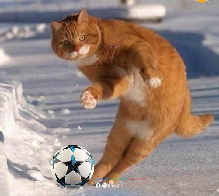 Kwadwo_kwakyeee's tweet photo. Beautiful cross from Pep Chavarría.  What a header by Danny welbeck. 
Great goal from Chelsea substitutes .
And Chelsea lead 3-1 at the Emirates. 
They are shattering the "Champions of England "

Sorry guys practicing for next season 😅 https://t.co/Q1u3fpAvRk