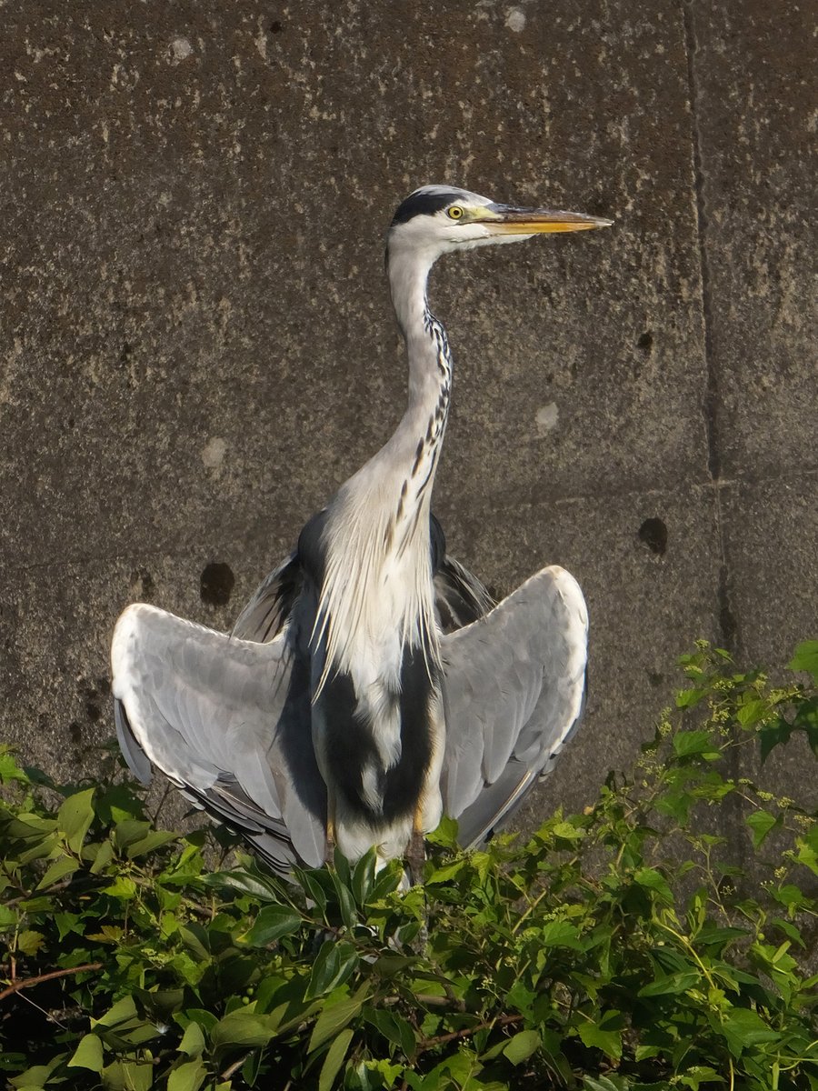Frank16384's tweet photo. 電波受信中
朝の太陽を全身で浴びています

#アオサギ #青鷺 #GreyHeron https://t.co/Wtt0KvgfLI