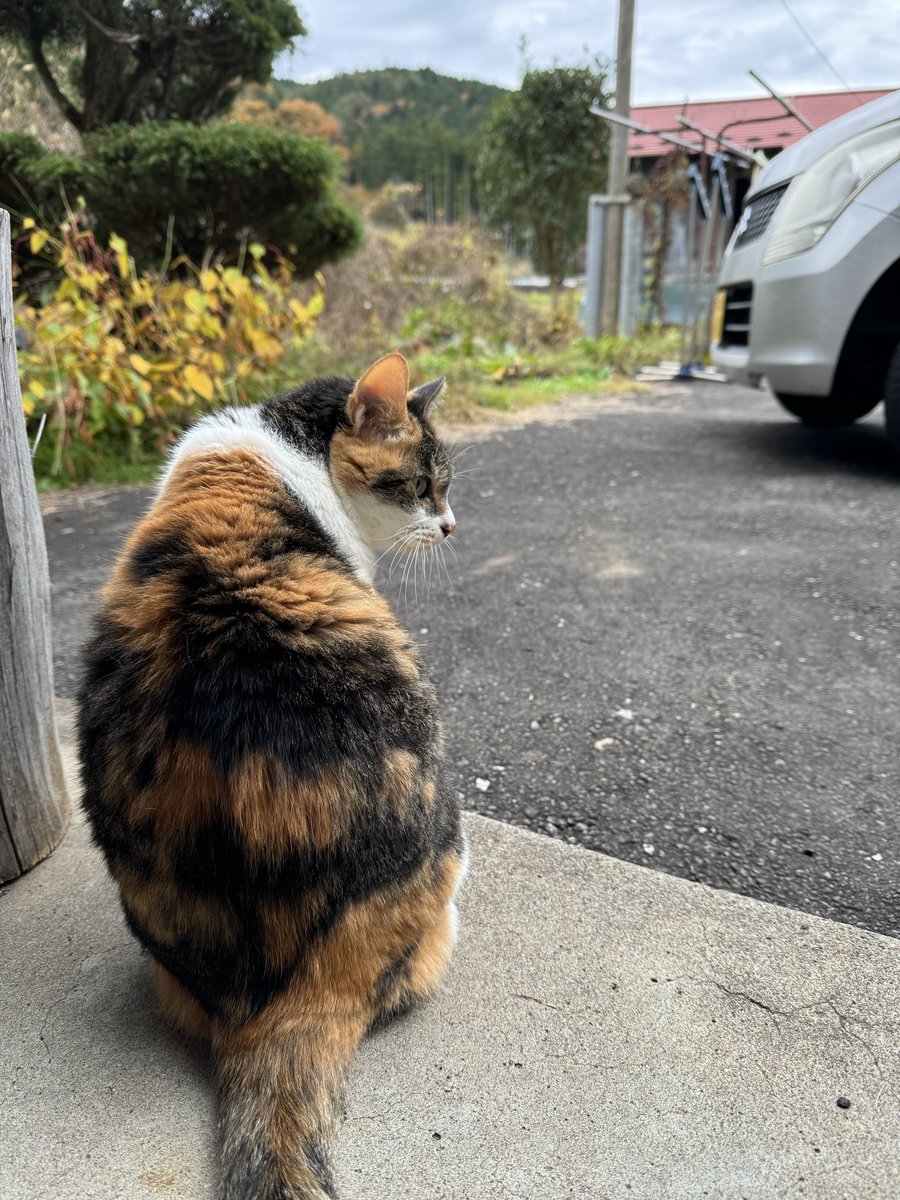 azukinyan2's tweet photo. 娘たちと愛猫の写真を送りあってアルバムにどんどん写真が増えていく
懐かしい写真やこんな写真いつ撮ってたの？という写真や本当にたくさんの写真。
18年前はまだガラケーだからその頃の写真がないのが残念。 https://t.co/x0eY6YMfD0