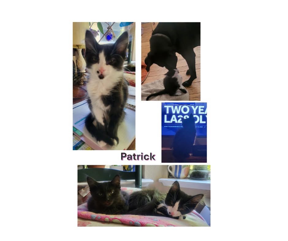 IBRescue's tweet photo. Patrick
Available 08/7 - Petsmart on Fairway Dr, #RosevilleCA
Male 13 Weeks (05.02.26)
Diet: Purina One
Littermates: Pearl, Gray,Eugene
#AdoptDontBuy #adoptme #catadoptions https://t.co/nfpVBHXgpg
