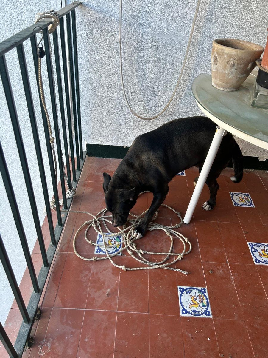 SilviaMylo's tweet photo. Es una perrita de dos añitos, está en una casa adonde no la pueden cuidar, el dueño tiene problemas psicológicos y no se puede hacer cargo, tampoco tiene para darle de comer, le ayudan para que la pobrecita coma 😢😭😞💔
Tiene carita de PPP pero no precisa licencia porque es un crucecito 🙏🏻
Se busca una familia que la quiera para siempre, no se dará a nadie que aún se lo haga pasar peor, ya ha tenido bastante 💔
Pueblo de Cádiz
618208620