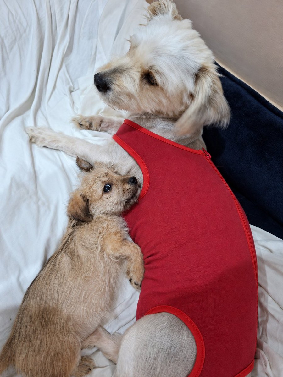 peravi's tweet photo. AMOR DE MADRE 
Así cuida de su bebita convalenciente. Le tuvimos que poner fajita porque los bebitos quieren seguir mamando y ya destetaron. Aún nos faltan S/280 soles para poder completar todo los pagos de esta hermosa y su familia. 
Si puedes ayudarlos 
Yape/plin: 922 912 750 💚