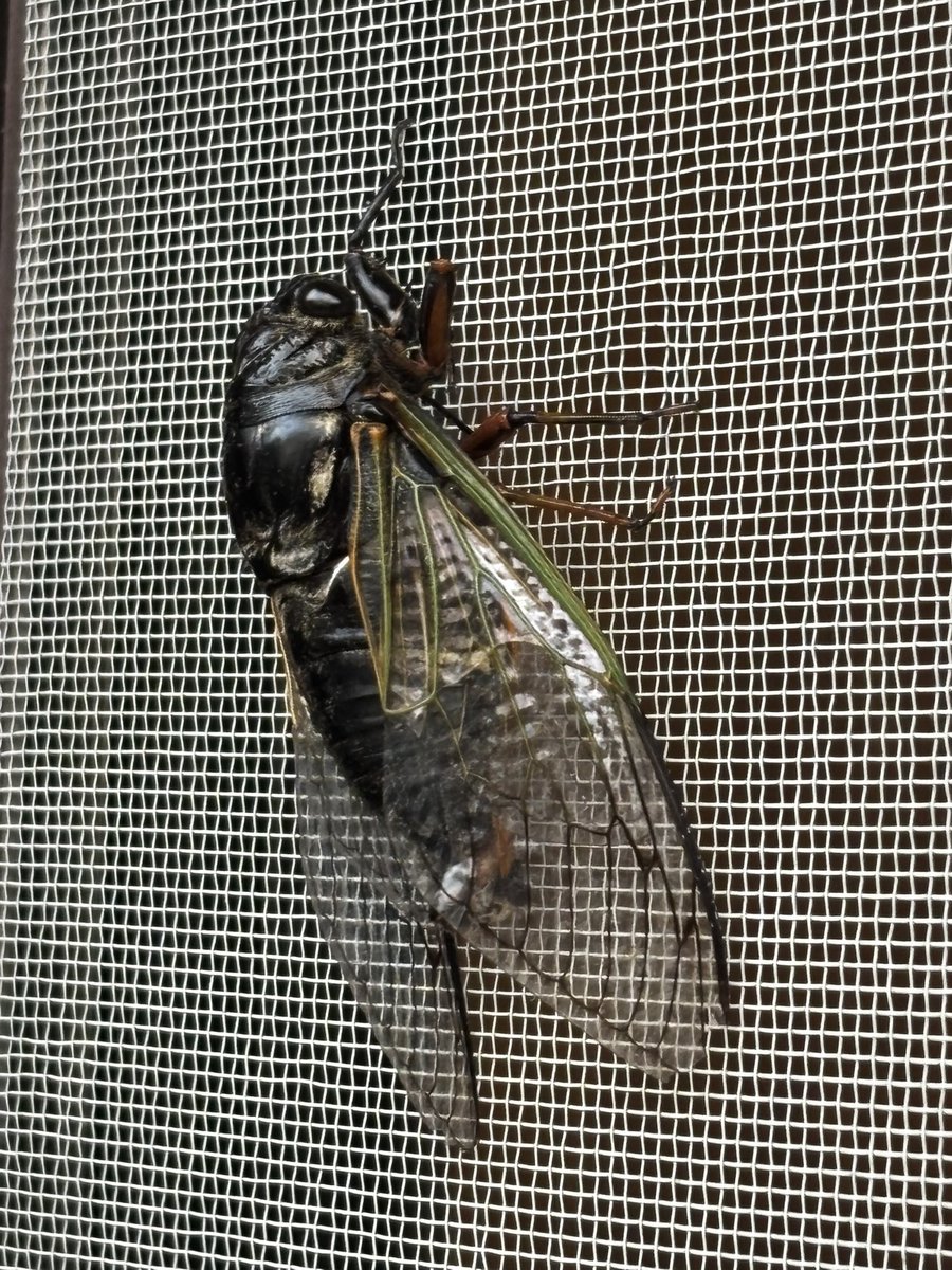 MORItatsu200148's tweet photo. 夏の終わりの始まりを告げる蝉

夕方のこと

ふと気が付くと、我が家の網戸にクマゼミが止まっていました。

しかし、どうも様子が変です。

・・・おい、こんな所でじっとして、どうした？

外に出てみると・・・・・

・・・・・・っ！

時は立秋 https://t.co/l0OI6CtFHD