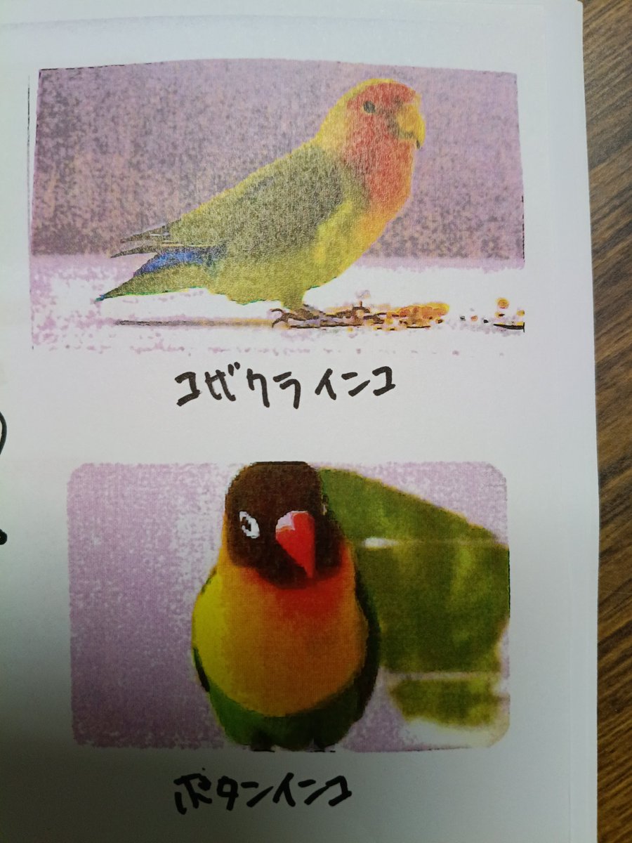 zNxG6wUhu81JEti's tweet photo. 2026  8/5　18時頃
2羽のインコがベランダから逃げてしまいました😞
千葉県佐倉市志津駅周辺にお住まいの方へ

見かけた等、何か情報をお持ちの方
ご連絡お願いします🙏

人に全く懐かず怖がりなインコ達ですが
この暑さの中で飲まず食わずで頑張っているかも…と思うととても辛いです😢 https://t.co/OQmJ8WROQ8