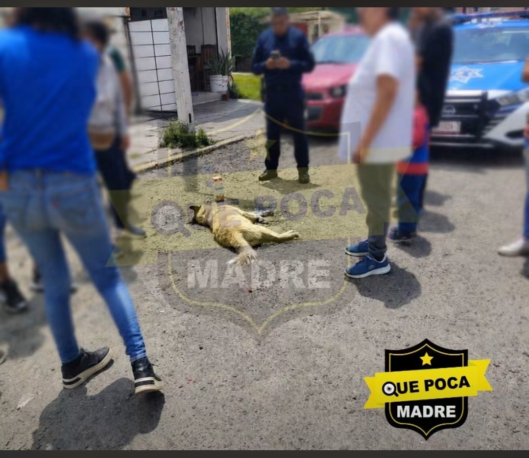LicAnimalista's tweet photo. Atención @FiscaliaEdomex  @CEPANAF @propaem_sma , hay que atender está denuncia ciudadana en la zona de Metepec, es urgente @delfinagomeza https://t.co/AOkDi780lz