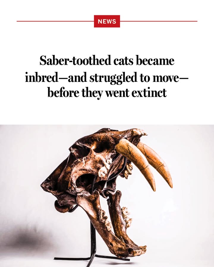 ScienceMagazine's tweet photo. About 14,700 years ago, a large cat hobbled through what is now the heart of Los Angeles, toward the panicked cries of a camel trapped in tar. But as the fearsome feline approached the hapless herbivore, it, too, became ensnared in the pit of burbling oil—condemning itself to a similar fate.

Why were these saber-toothed felines drawn to the pits? One reason, researchers now suggest, is that picking off trapped prey may have been the cats’ only reliable way to hunt: Many had hampered mobility, a side effect of heritable deformities and rare nerve tumors brought on by generations of inbreeding. 

This research provides one of the first direct indicators of how North America’s megafauna suffered the consequences of population decline through the end of the last ice age.

Learn more: https://t.co/vukENYhHlV @NewsfromScience