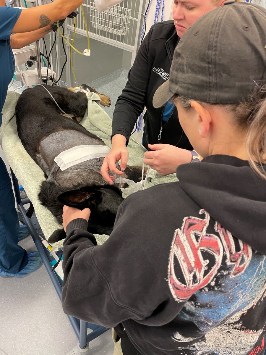PolkCoSheriff's tweet photo. The Polk County Sheriff's Office is pleased to report that K9 Ace's surgery went well. 

Unfortunately, Ace's front left leg was too damaged, and it had to be amputated. 

Ace is currently in stable condition. 

Thank you to the staff at Veterinary Medical Center at Lakewood Ranch for their work on our fuzzy guy, and thank you to the Wiltse Family Trust who has offered to pay for Ace's treatment in Bradenton. 

Ace's partner, Deputy Natalie Oestreich can be seen in the foreground of this photo. She has remained by Ace's side since he was shot last night.

#PCSO  #PolkSheriff  #Ace