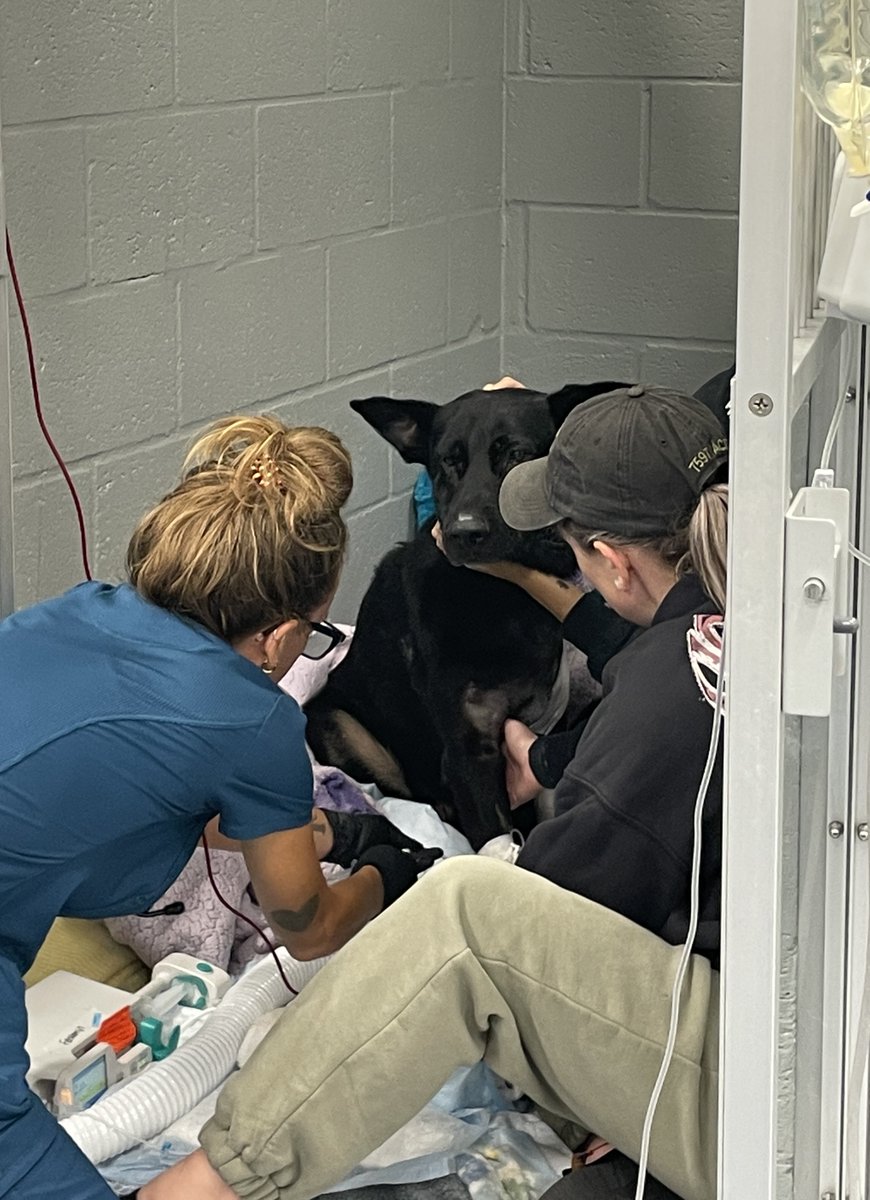 PolkCoSheriff's tweet photo. The Polk County Sheriff's Office is pleased to report that K9 Ace's surgery went well. 

Unfortunately, Ace's front left leg was too damaged, and it had to be amputated. 

Ace is currently in stable condition. 

Thank you to the staff at Veterinary Medical Center at Lakewood Ranch for their work on our fuzzy guy, and thank you to the Wiltse Family Trust who has offered to pay for Ace's treatment in Bradenton. 

Ace's partner, Deputy Natalie Oestreich can be seen in the foreground of this photo. She has remained by Ace's side since he was shot last night.

#PCSO  #PolkSheriff  #Ace