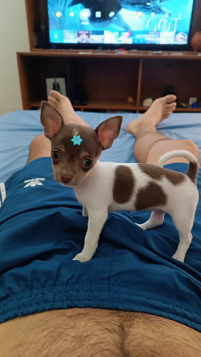 ElDas_Soto's tweet photo. Quédate con quien te mire así... 😍🐶🤎 #happy https://t.co/9Iw8DJNTQB