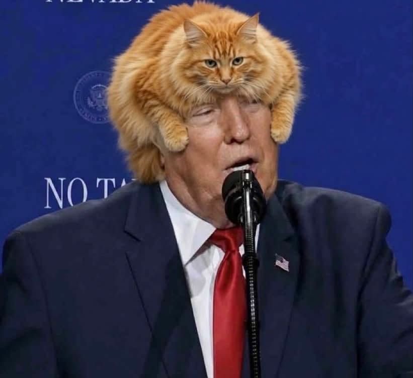 mjfree's tweet photo. Dear @ASPCA — 

I’d like to report cat abuse. https://t.co/lobFp8ASS4