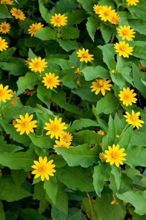 kikutolisbon's tweet photo. よく見かけるのに花名は知られていないかも...「メランポジウム」はどんな花？ | 家庭画報.com｜“素敵な人”のディレクトリ https://t.co/cxfANFxQYc ◎22/8/11,23/8/4, 24/8/6, 25/8/24, 26/8/7 https://t.co/OqDKRJM1iG