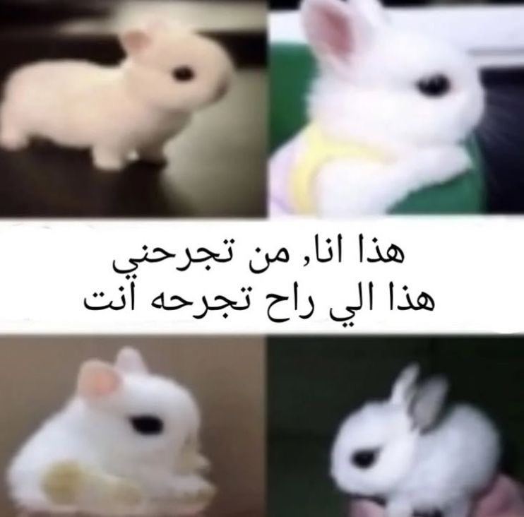 11littlebunny's tweet photo. https://t.co/QYC14zk0xF