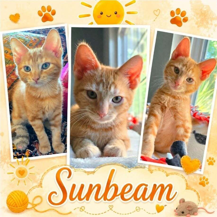 IBRescue's tweet photo. Sunbeam
Meet by appointment only. 
Male DSH
DOB: 4/7/26
Gets along with other cats/kittens.
Type of food: Purina One ( dry) Fancy Feast ( wet)
Littermates: Starlight, Shimmer 
https://t.co/hIjqWLOlKs] 
#adoptdontshop #adoptme #catadoptions #RosevilleCA https://t.co/mhPf66cSFv