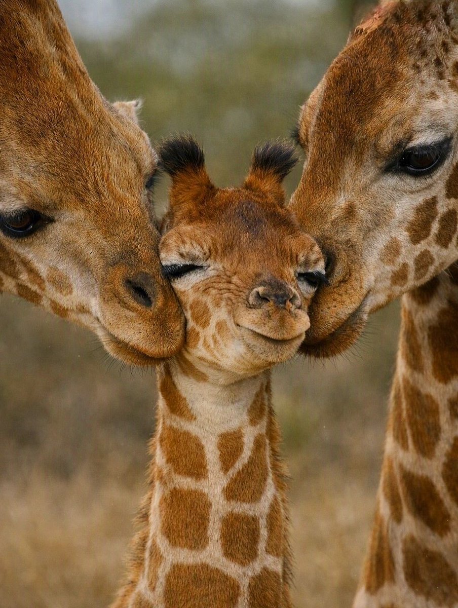 Naturevisit19's tweet photo. We don't need to explain our love. 
We only need to show it.

Paulo Coelho https://t.co/rAsQbMA8Hl