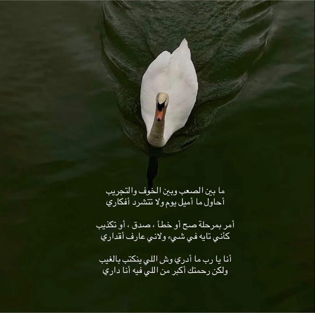 _pnl0's tweet photo. https://t.co/k4IkptbgBA