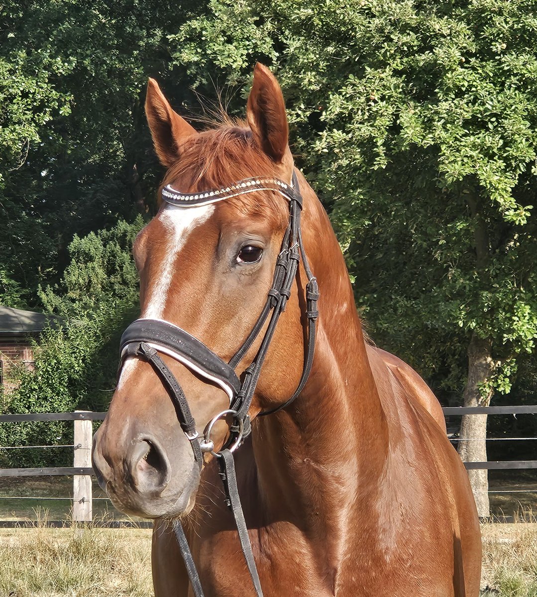 ehorses_com's tweet photo. ๐ Chestnut Warmblood Gelding, 170 cmโtalented 5-year-old all-rounder, bold and versatile ๐ด
๐ https://t.co/56hcYHxbVD
#ehorses #otherwarmbloods #dressagehorses #gelding #chestnut-red #horselove #horse #horses #horselover #foundonehorses https://t.co/HsozmtQ1PW