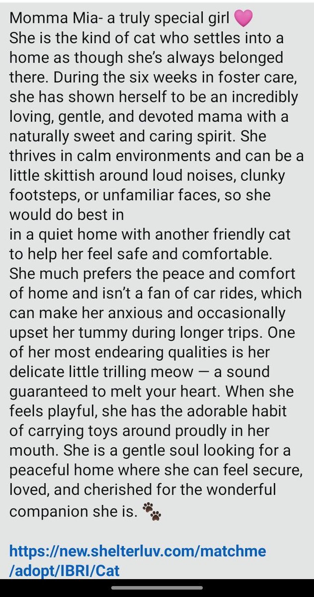 IBRescue's tweet photo. Momma Mia
Available by appointment only
Female, 1 year Dob: ~April 1, 2025
Gets along great with other dogs, cats
Diet: Purina One Kitten food
#adoptdotshop #adoptme #catadoptions #RosevilleCA https://t.co/IYDrHSEmRH
