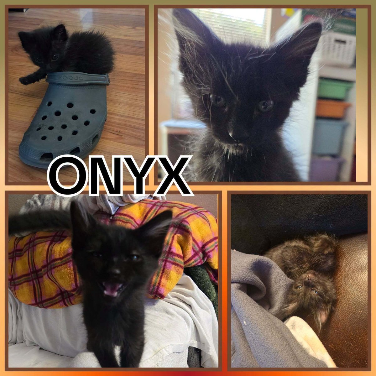 IBRescue's tweet photo. Onyx
Available by appointment only
Male 3 months
Gets along with: Cats, Small Dogs Kids
Diet: Purina One Plus Kitten Kibble
Littermates: Pidgey, Jynx
#adoptdontbuy #adoptme #catadoptions #RosevilleCA https://t.co/s7PScdYM3p