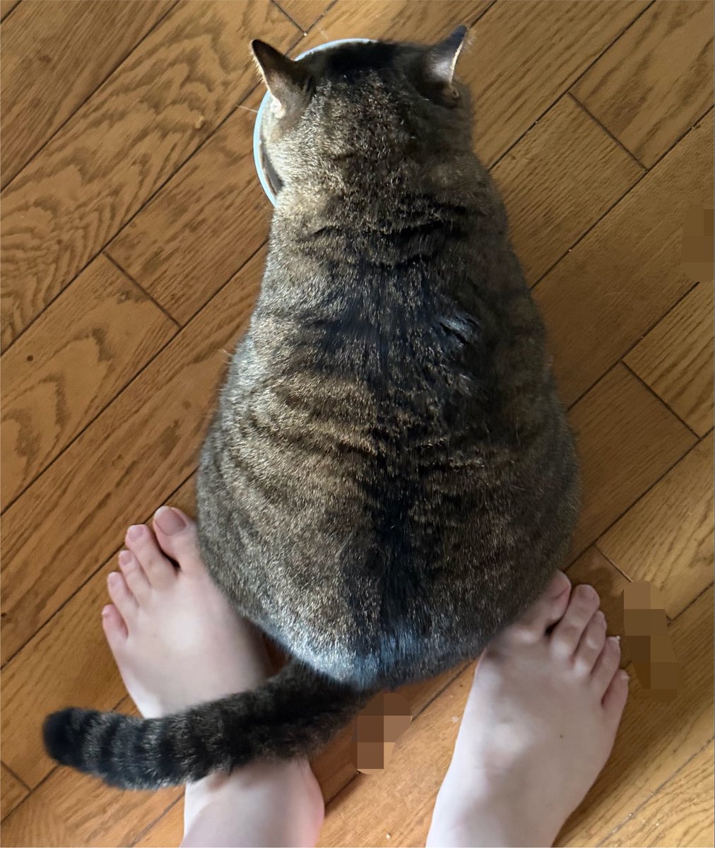 myaahcw27's tweet photo. これじゃないと食べたくないとのお達しだったので、しっぽ置き場係になっている https://t.co/w0tYtA5ObJ