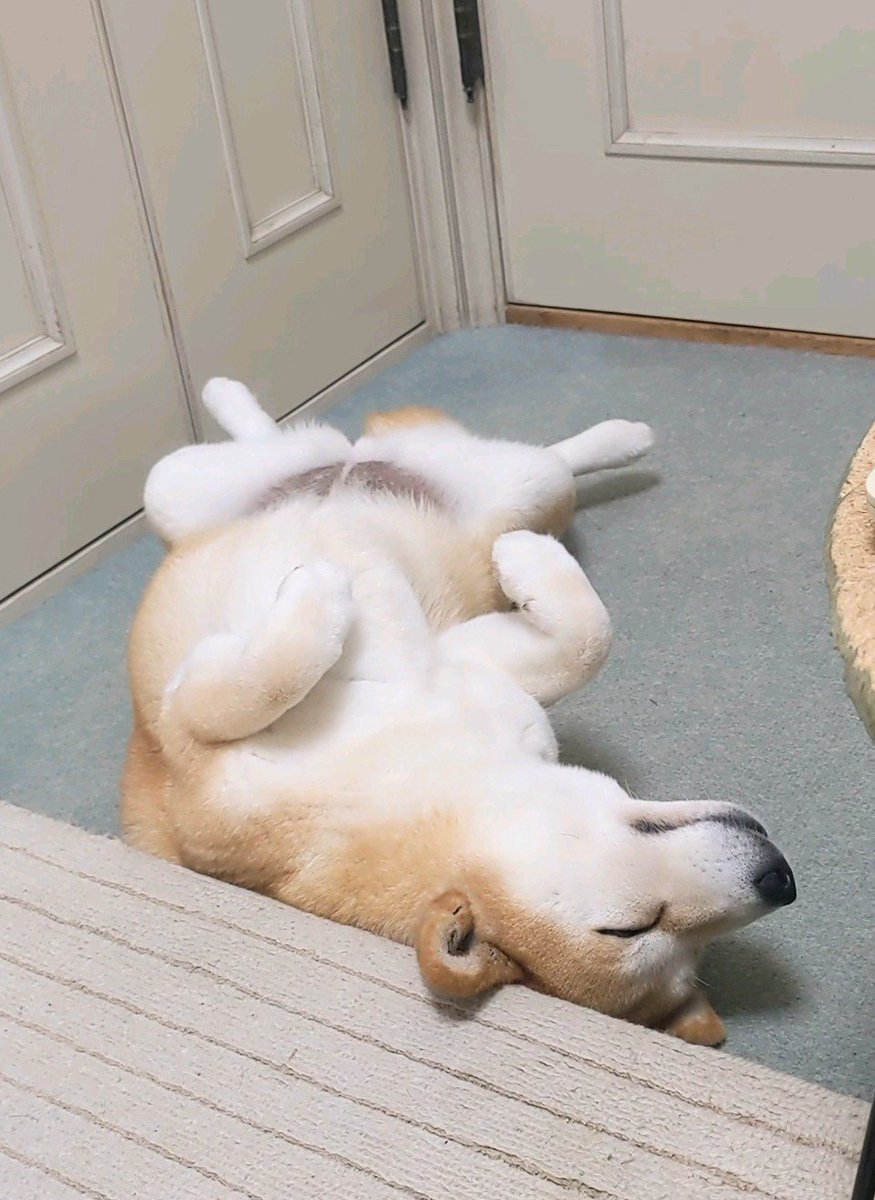 michiharumomo's tweet photo. おはよー😀ございます！
晴れ🌤️ました！
土曜日はゆっくりワン🐶💤💤
今日も😀よろしくでーす！ https://t.co/rz8ukaLywD