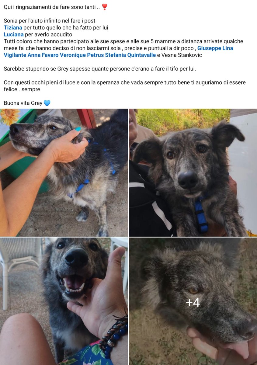 unonlus's tweet photo. #Vito è rimasto solo, il suo compagno Grey è stato adottato e lui ora soffre la solitudine in quel box a Palermo. Vito ha 4/5 anni, è buono ed equilibrato. Merita una famiglia che lo porti a casa. Non lasciamolo dormire da solo! Info: 392.614.59.12
#cercafamiglia 
#marj https://t.co/qTxAUbtrqW