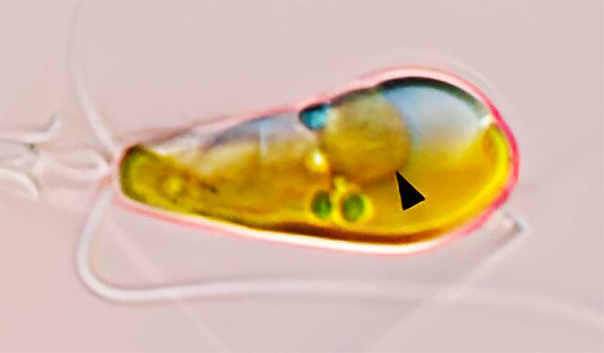 forallcurious's tweet photo. The Once-in-a-Eon event that gave Earth plants has been confirmed to happen again

a very rare evolutionary event in which a marine bacterium and an algal host have merged in a way that the bacterium effectively becomes an organelle inside the algal cell capable of fixing nitrogen — something no other known eukaryote has been confirmed to do.

This process, called endosymbiosis, has only happened a handful of times in Earth’s history, and past occurrences led to mitochondria and chloroplasts, which underpin complex life and plant evolution.