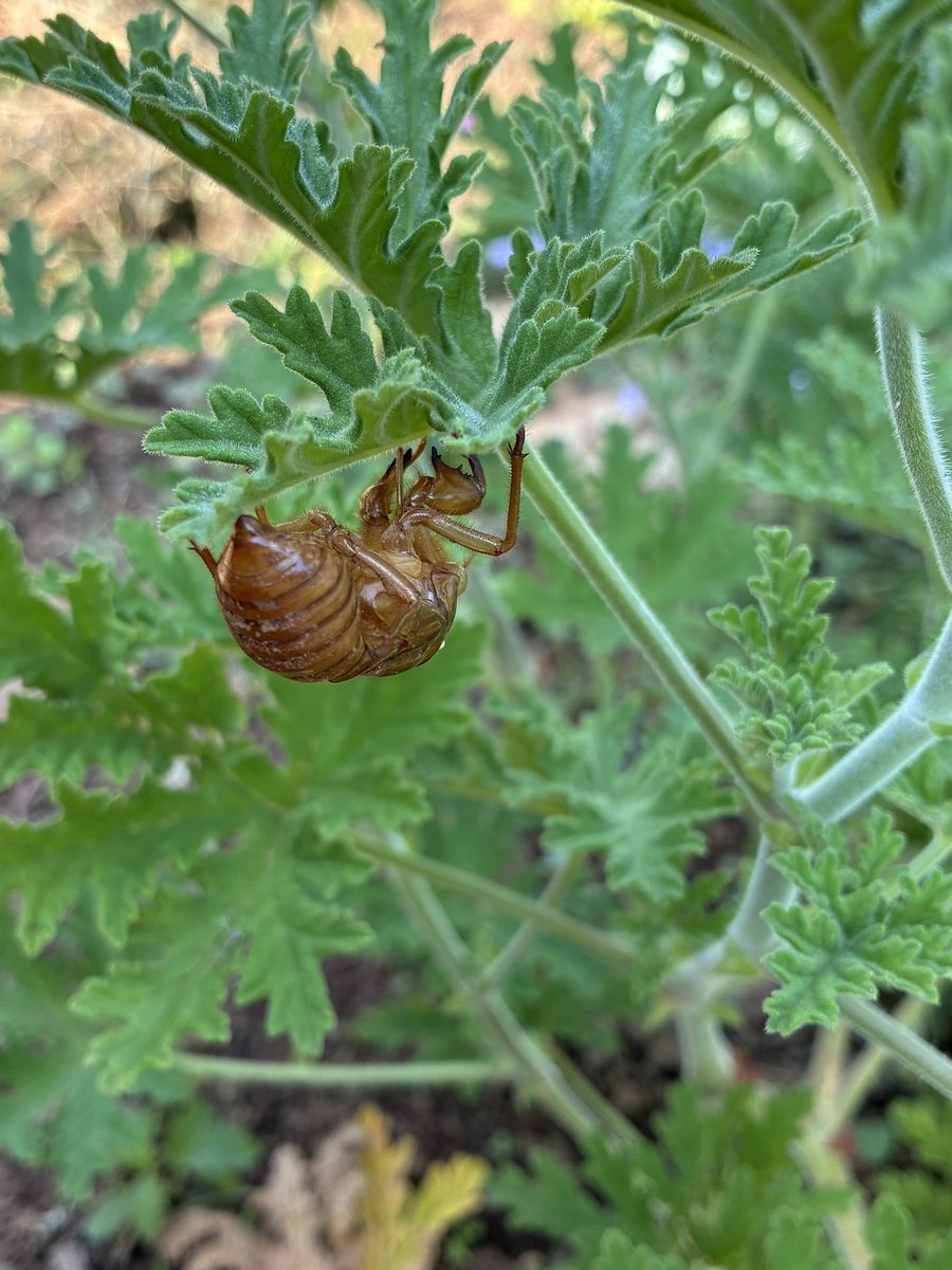 oRHYNkWVjZ26583's tweet photo. So many cicadas emerge in our garden every year, and yet I rarely hear their song. I wonder why.
#cicadashell #mygarden https://t.co/gqlcoD4Cdo