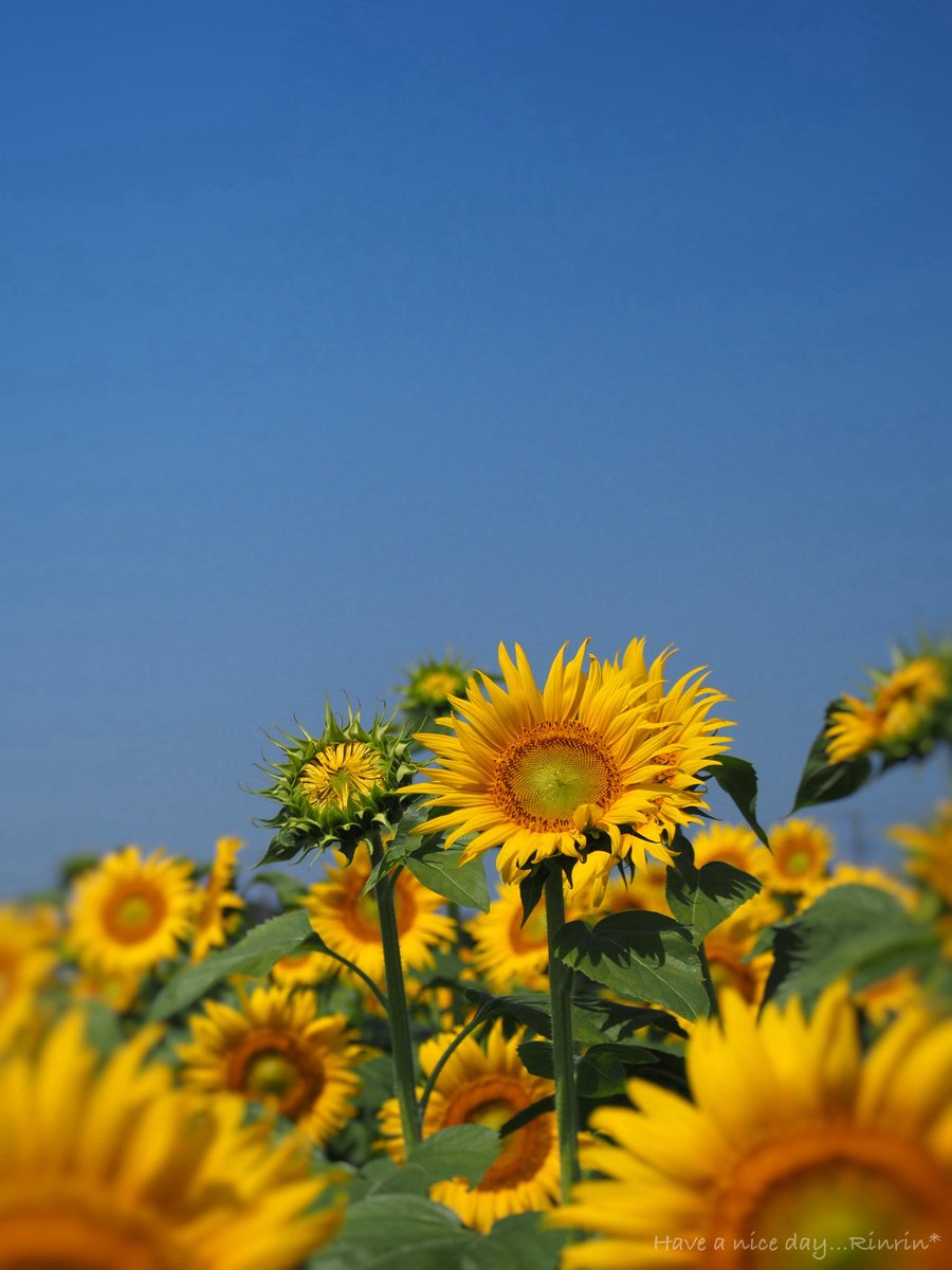 7725rirarin's tweet photo. 𓈒𓏲🌻*.ﾟ

    今日を気持ちよく過ごせますように

#ひまわり 
#olympus om-d e-m10 mark iv https://t.co/H0s8zeVUIK