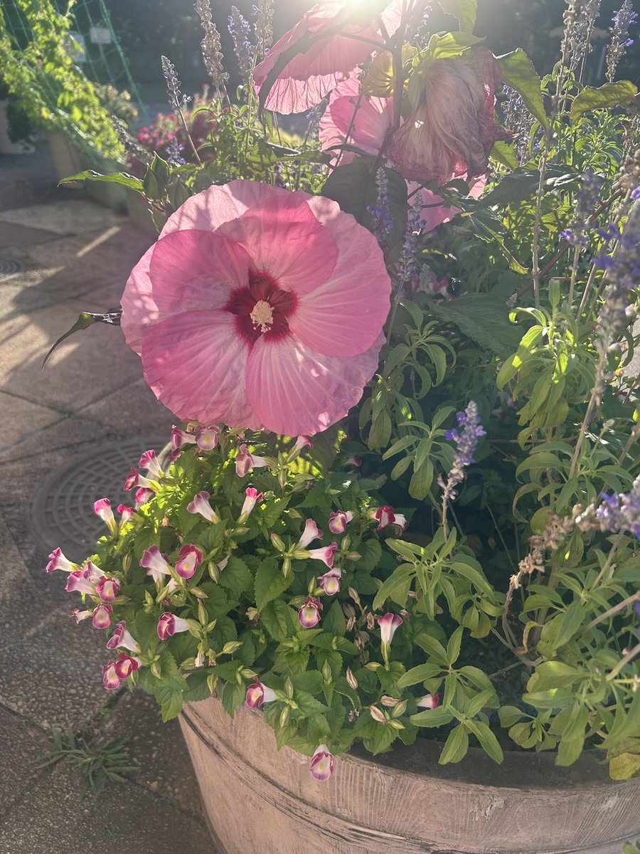 onesetall0403's tweet photo. おはようございます🤗今朝も5時に起床、いつもの公園に向かいウォーキング🚶薔薇や紫陽花は終わり夏の草花が咲いていた。ひまわり🌻はとても画になったので2枚撮ってしまいました😉さぁ、帰ろう🎵triple8の日、素敵な一日をお過ごしください💫 https://t.co/amDZUcjbOp
