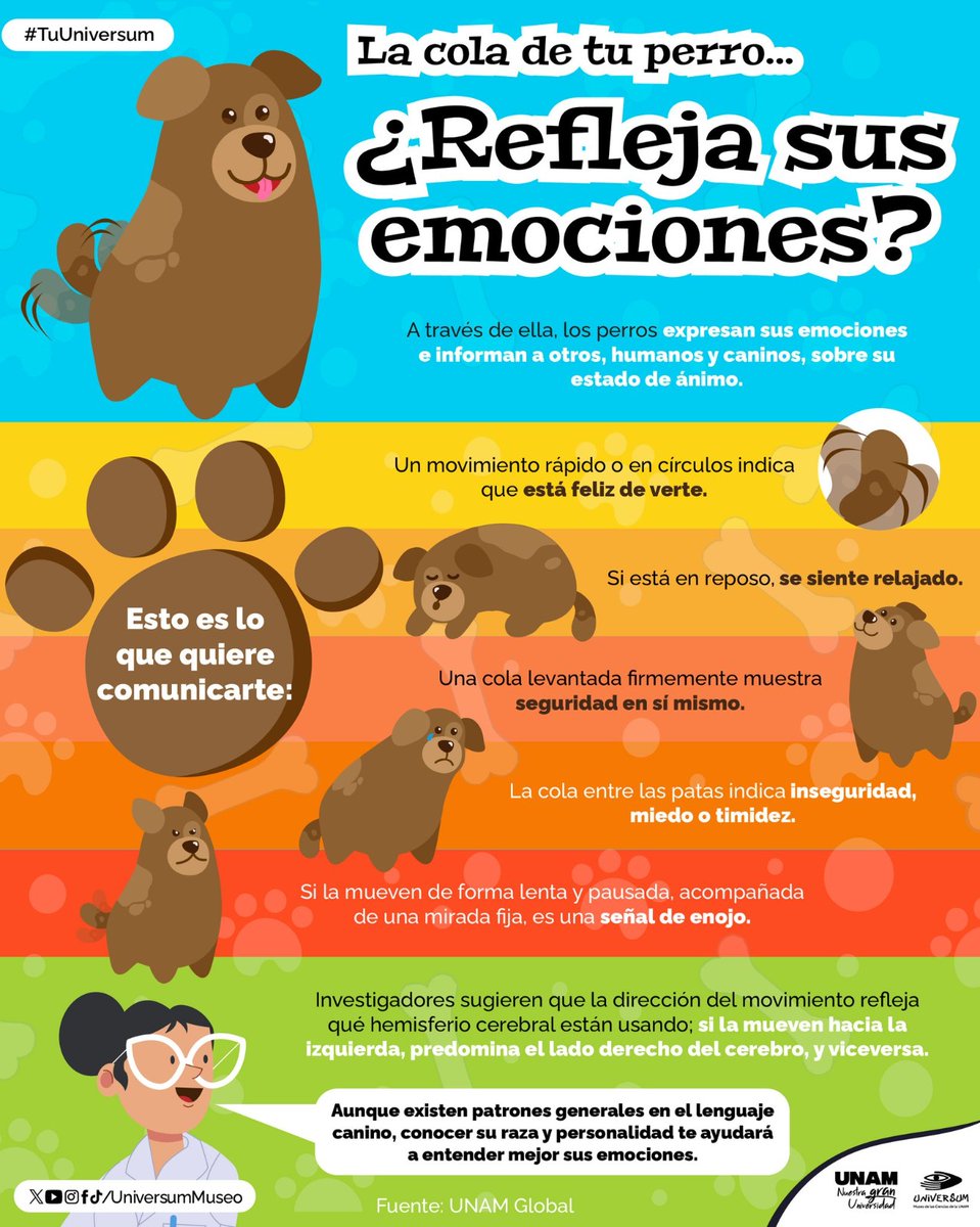 unamglobal's tweet photo. 🐕 ¿Qué significa el movimiento de la cola de tu perro? Infografía de @UniversumMuseo. ⬇️ https://t.co/3EJj1FlUy2