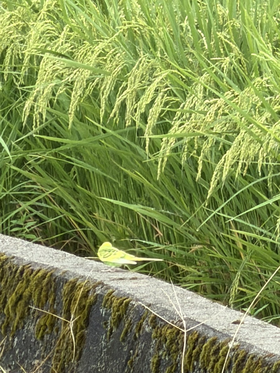 xylish0827's tweet photo. あさんぽ
私スズメですけど？
という感じのインコ
#たらもさんぽ https://t.co/n1IIVaW4eO