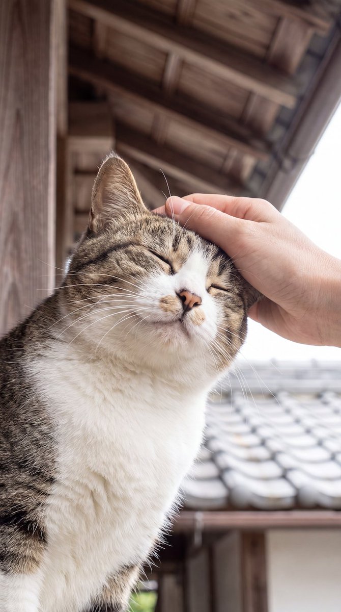 wa_cats's tweet photo. ���日の撫でられにゃんこちゃんも幸せそうですね😊 https://t.co/kaxxrRxg2I