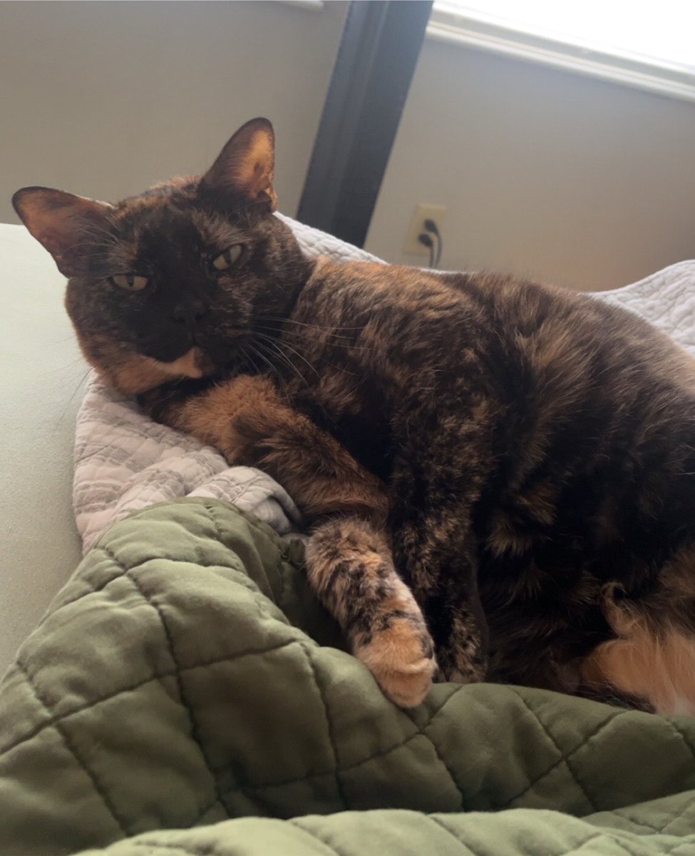 kingdonsgold's tweet photo. guys it is ophie’s 6th birthday. say happy birthday to her immediately or else!!! https://t.co/Edtlcy7zZA