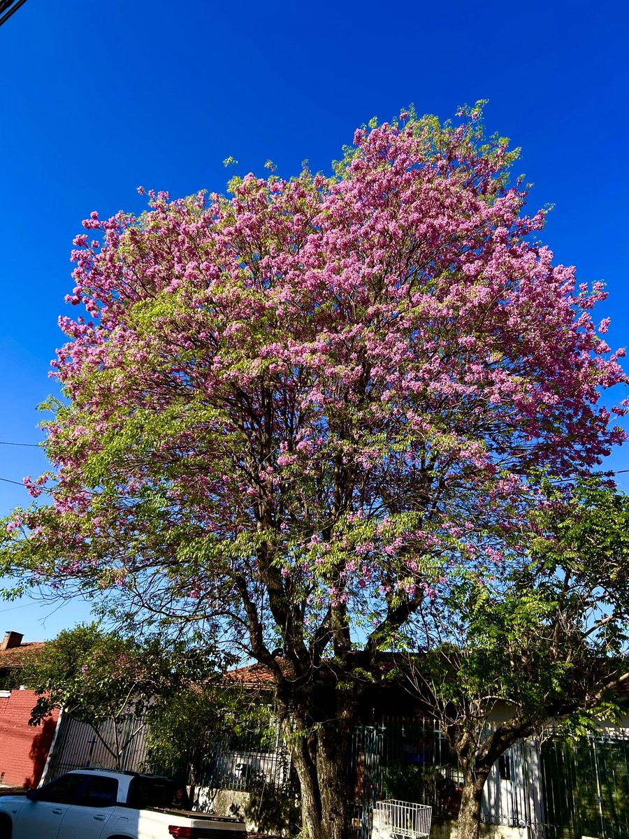 pablochavez_dr's tweet photo. Estoy enamorado de los árboles con flores 🥹 https://t.co/N5XJxVMhNR