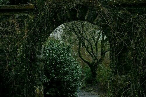 greenvibe's tweet photo. I’m losing myself in the infinity of green.. https://t.co/N7WkrrlOuB