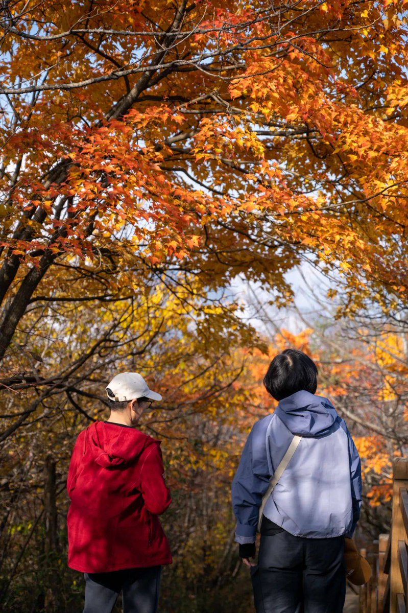 griggs_georgia's tweet photo. Our photography club’s autumn outing is this Sunday! Snap stunning fall foliage, make new friends, and get your works featured on our club page. Sign up via link in bio https://t.co/TYfodvvMYn